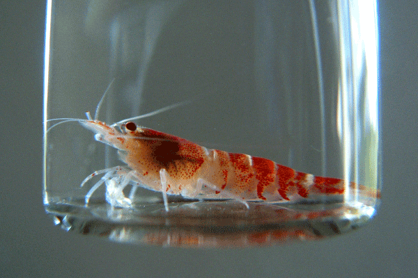  Ziergarnele, Familie Caridina beim Gesundheitscheck in einer geschlossenen Shrimpszucht Kreislaufanlage. Ziergarnelen sind durch ihre kürzere Reproduktionszyclen gut zur Erforschung von Aquakulturanlagen geeignet.